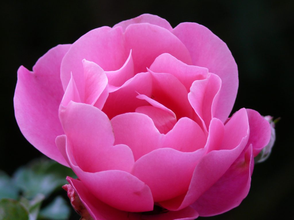Rose im Park der Burg Schlossberg