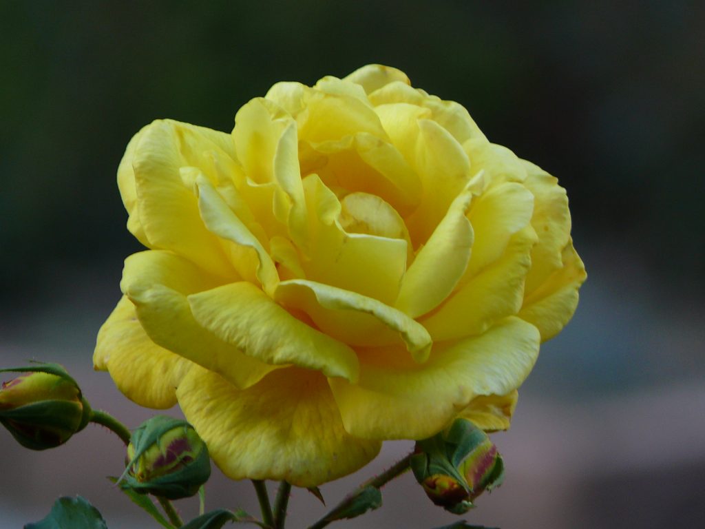 Gelbe Rose im Park der Burg Schlossberg