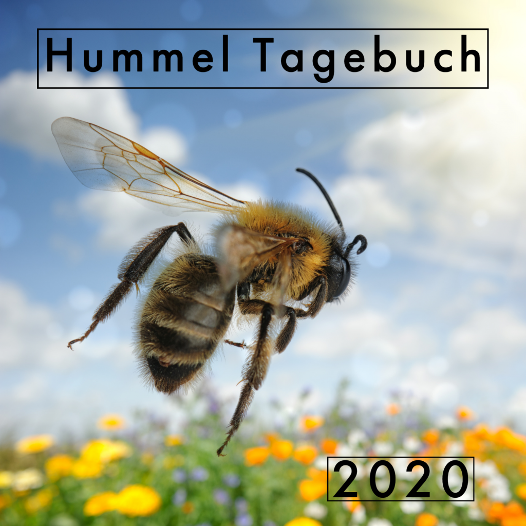 Hummelhaus Tagebuch 2022