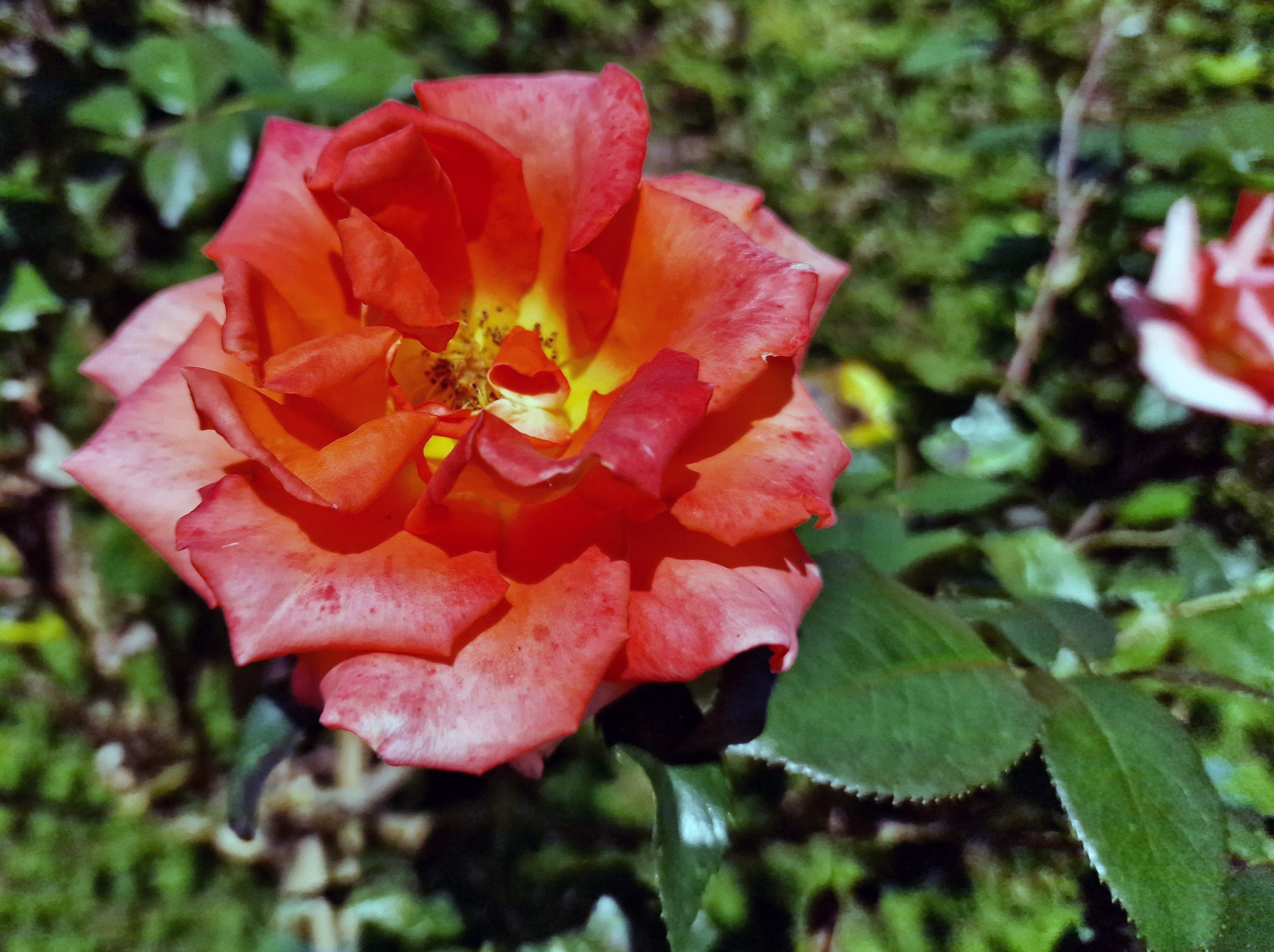 Rose Rose Juni 2022