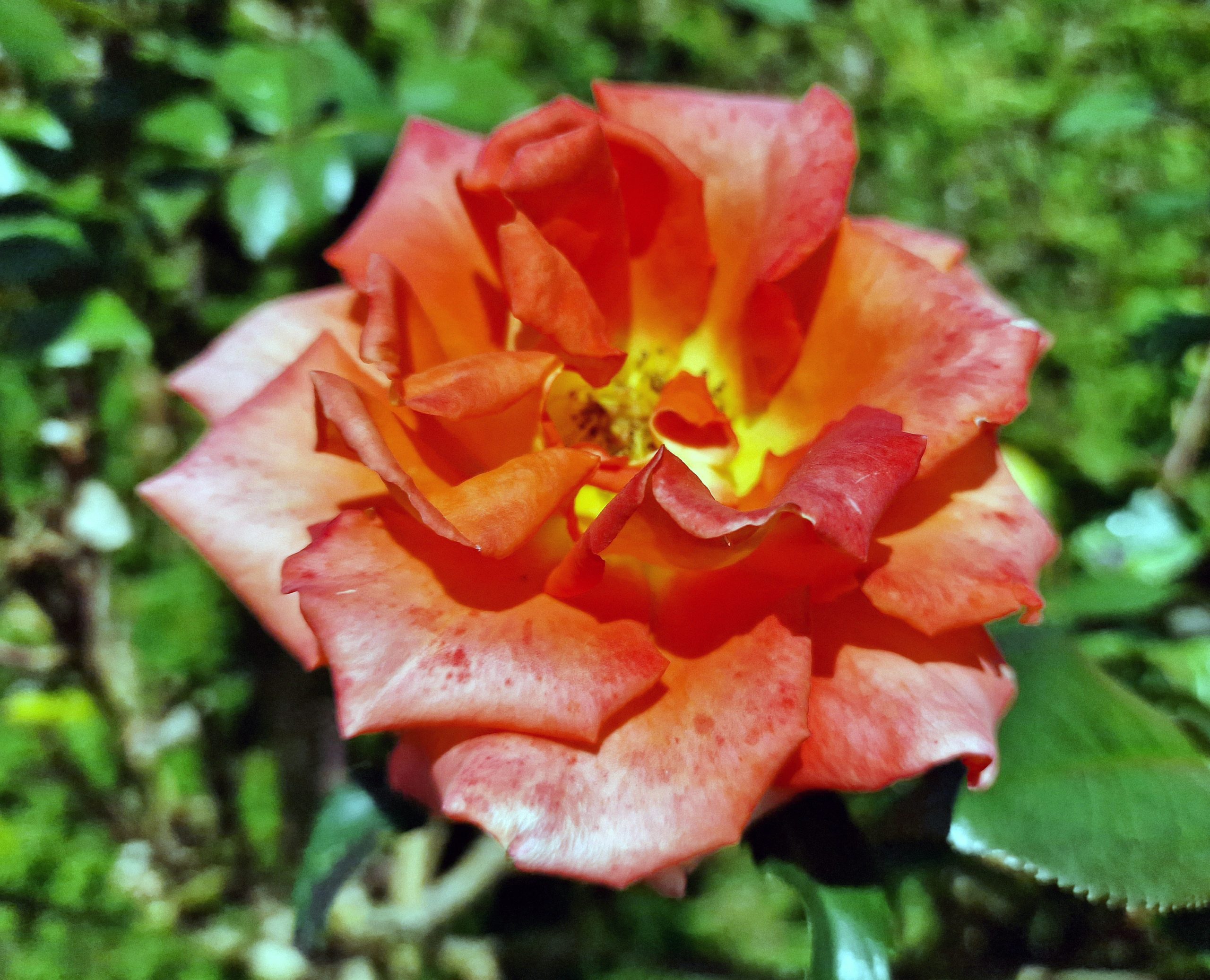 Rose Rose Juni 2022