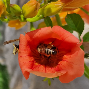 Včely na červeném květu 2022