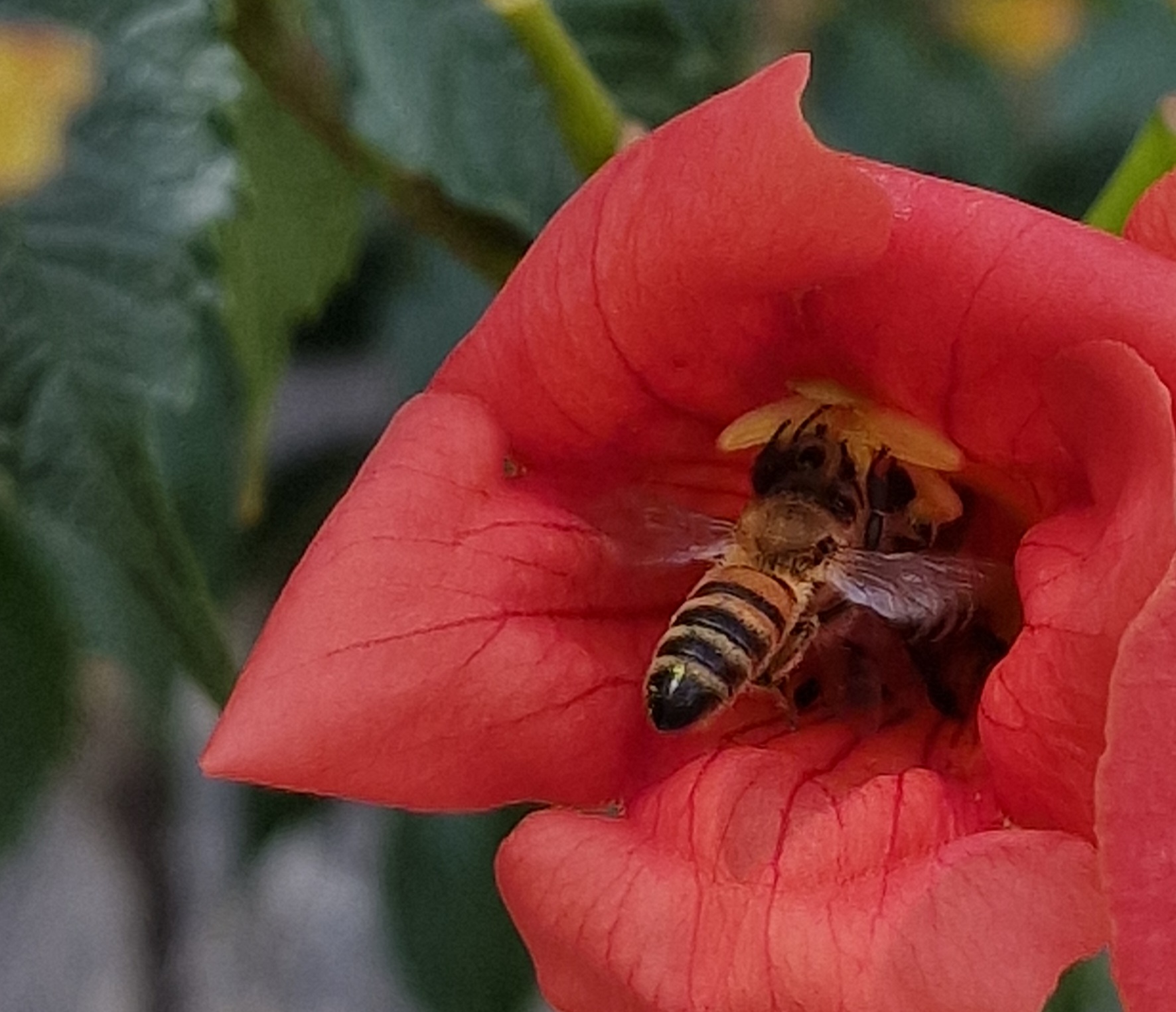 Bienen an einer roten Blüte 2022