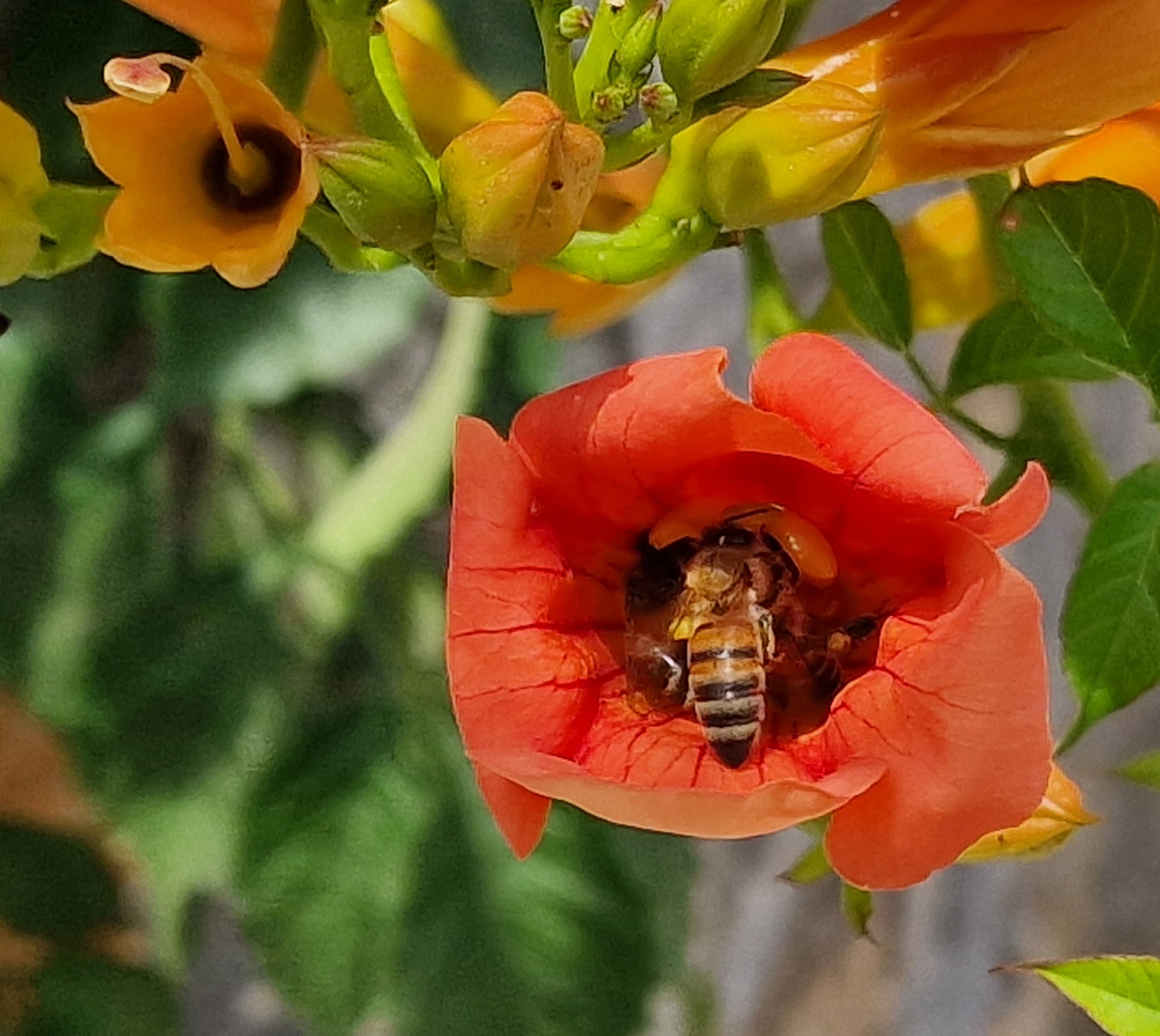 Bienen an einer roten Blüte 2022
