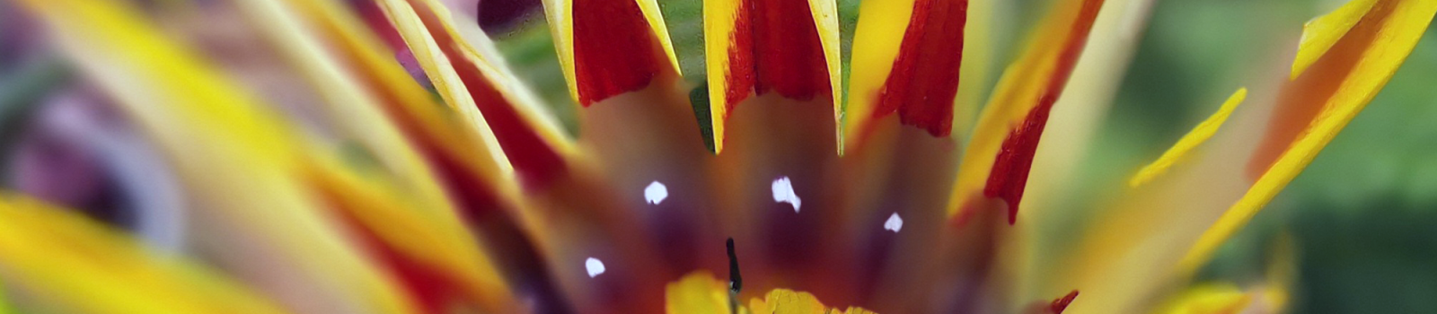 Gelbe Blüte (Kreta 2022)