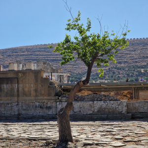 Strom v paláci Knossos