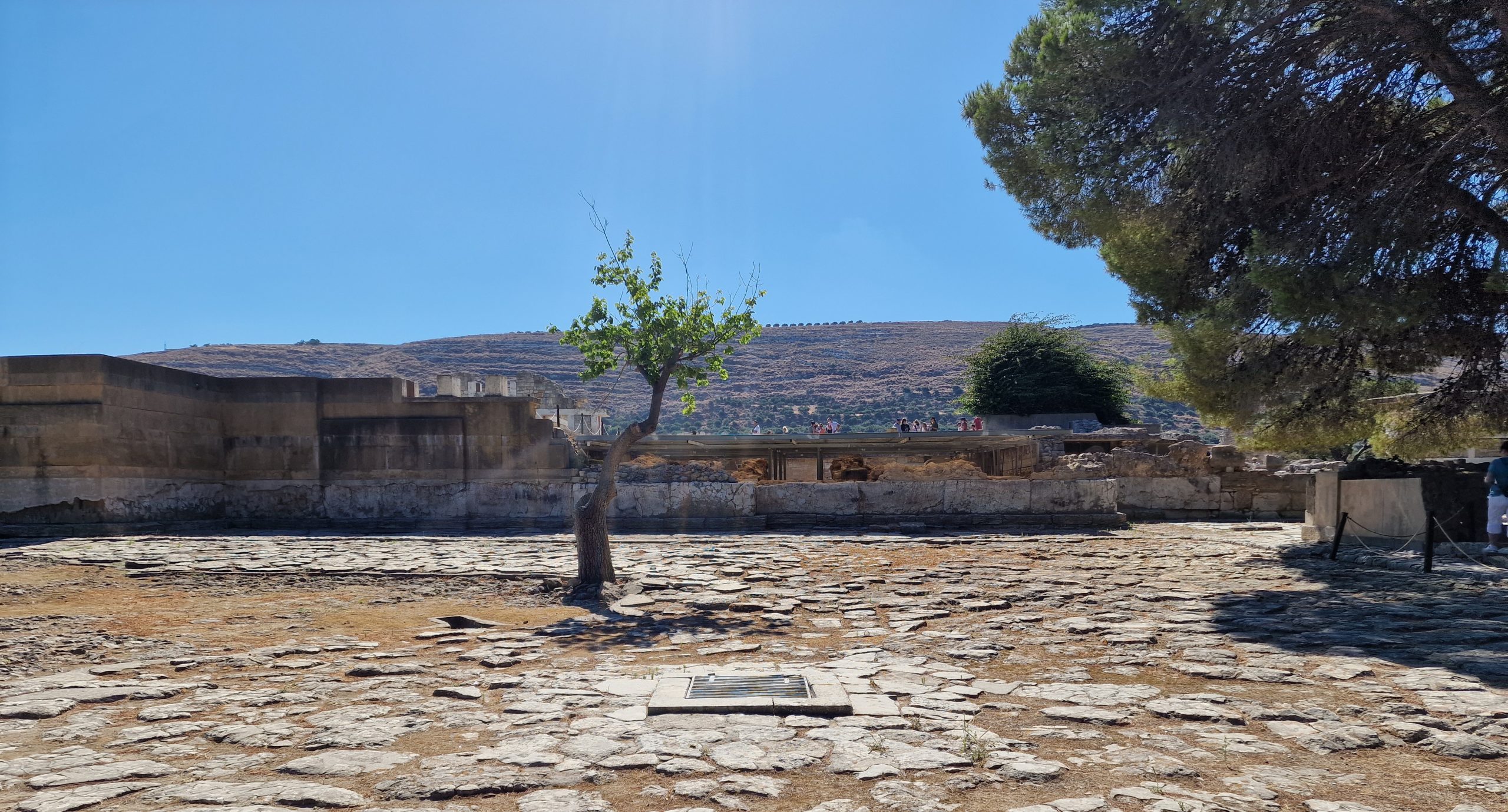 Baum im Palast von Knossos