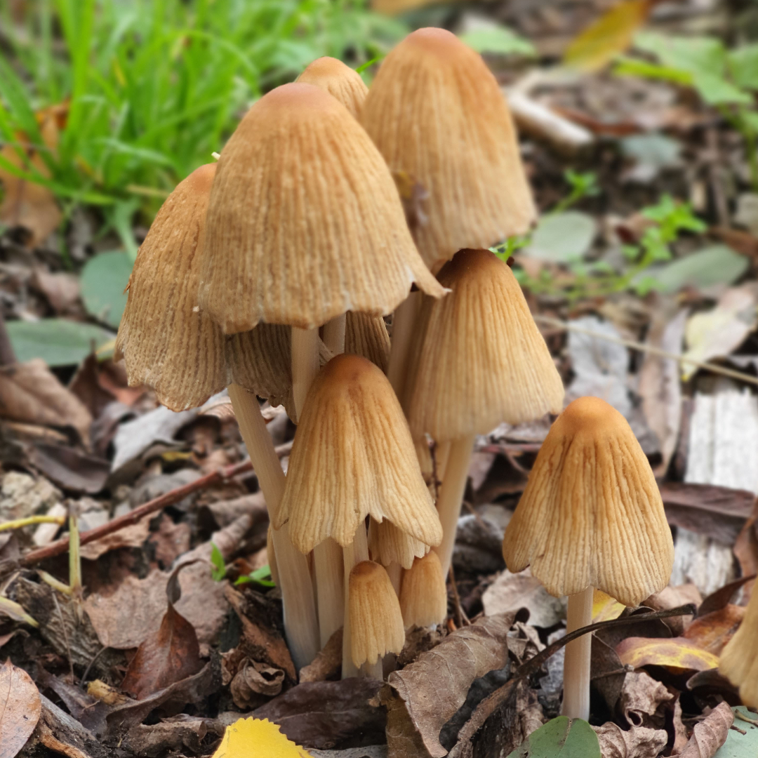 Nymphensee Brieselang 的蘑菇