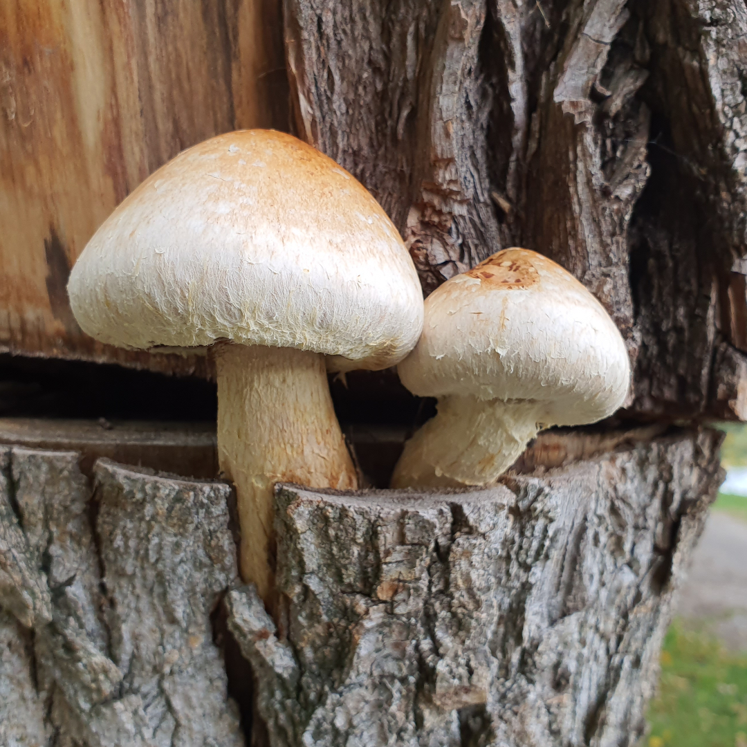 Mushrooms aig Nymphensee Brieselang