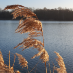 Reeds в Nyphensee януари 2020 г
