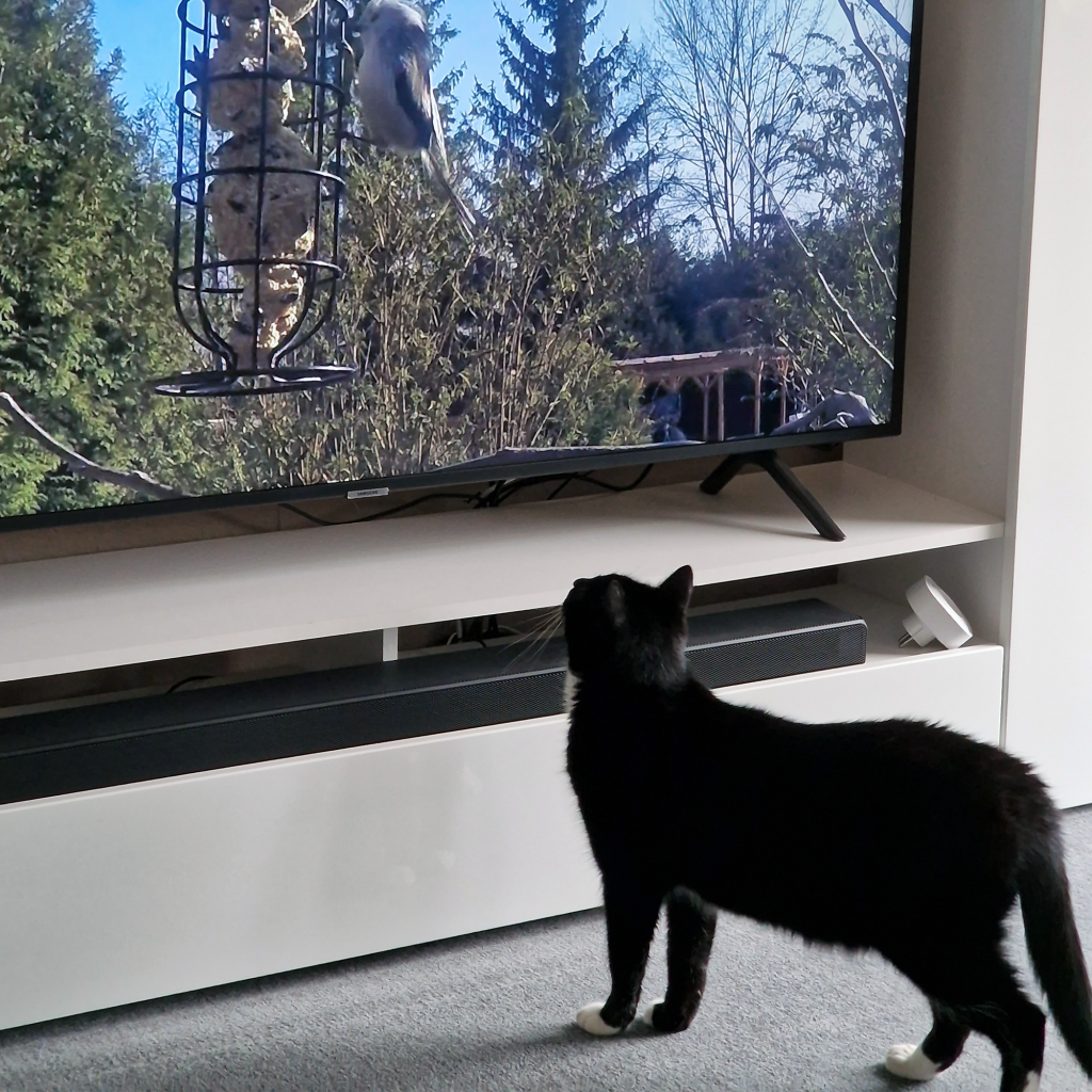 Cat Happy гледа щастливия Vogel TV