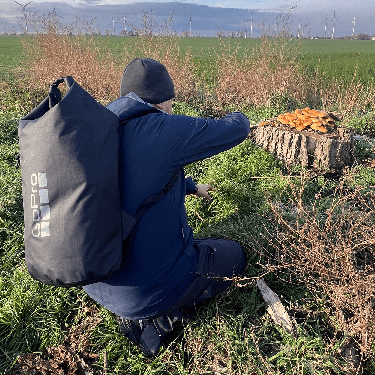 Kohli fotografiert Pilze auf einem Baumstumpf