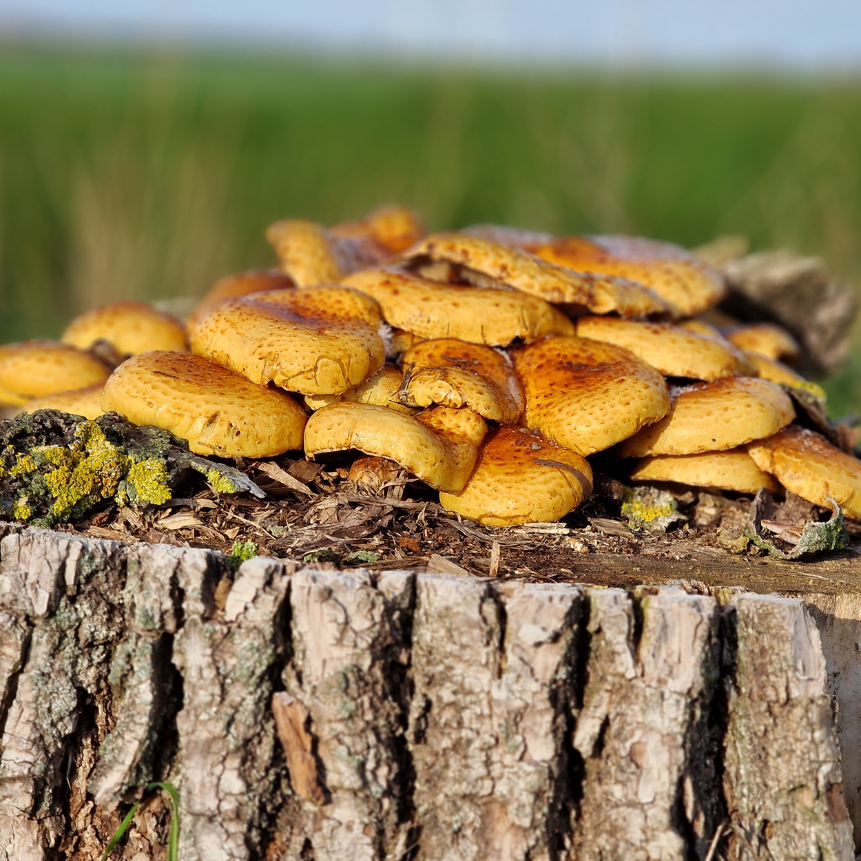 Mushrooms on tree stump November 2022