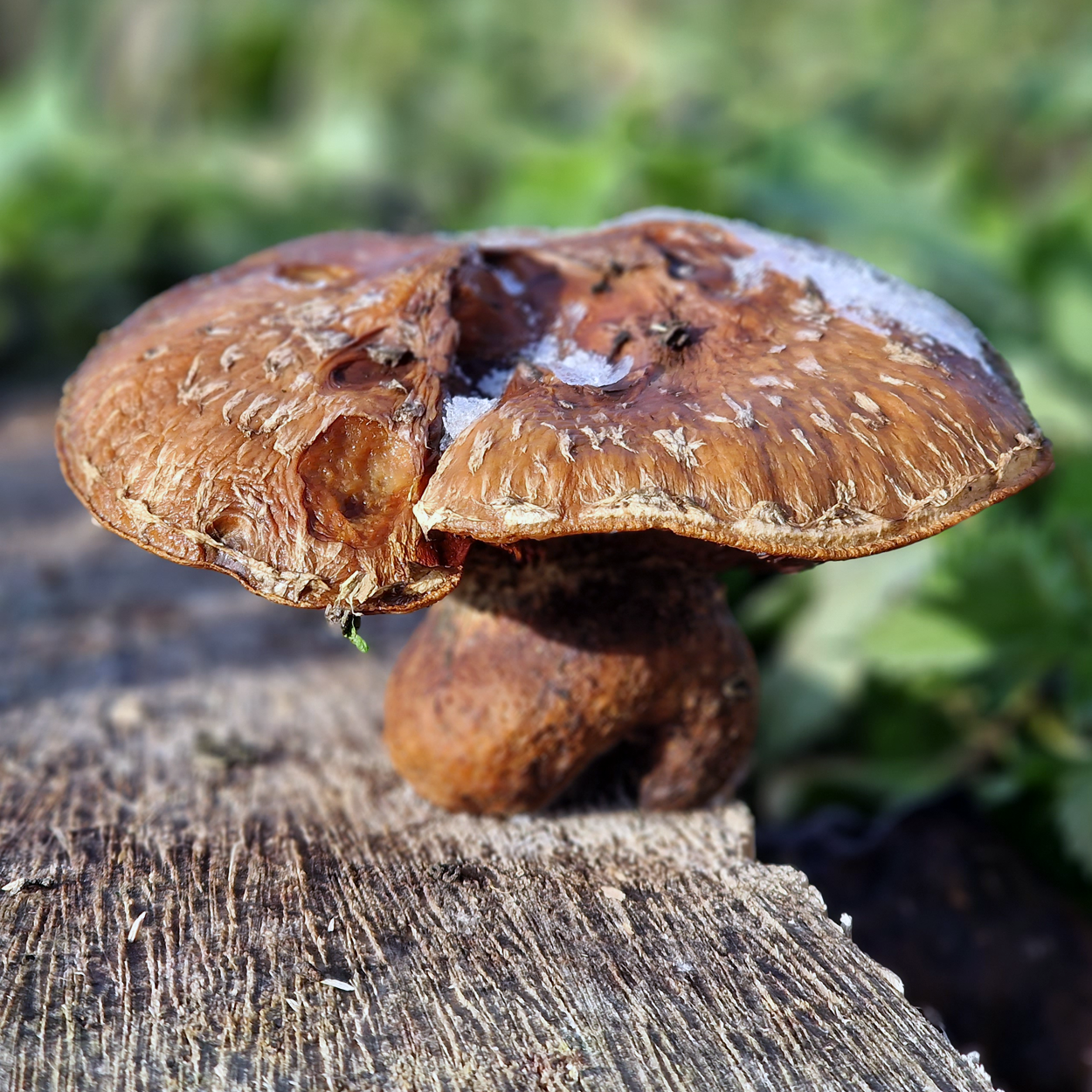 заморожені гриби листопад 2022р