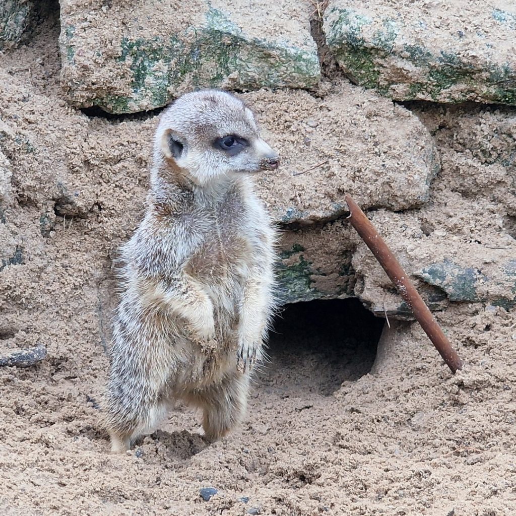 Meerkats (Tierpark Germendorf joulukuu 2022)