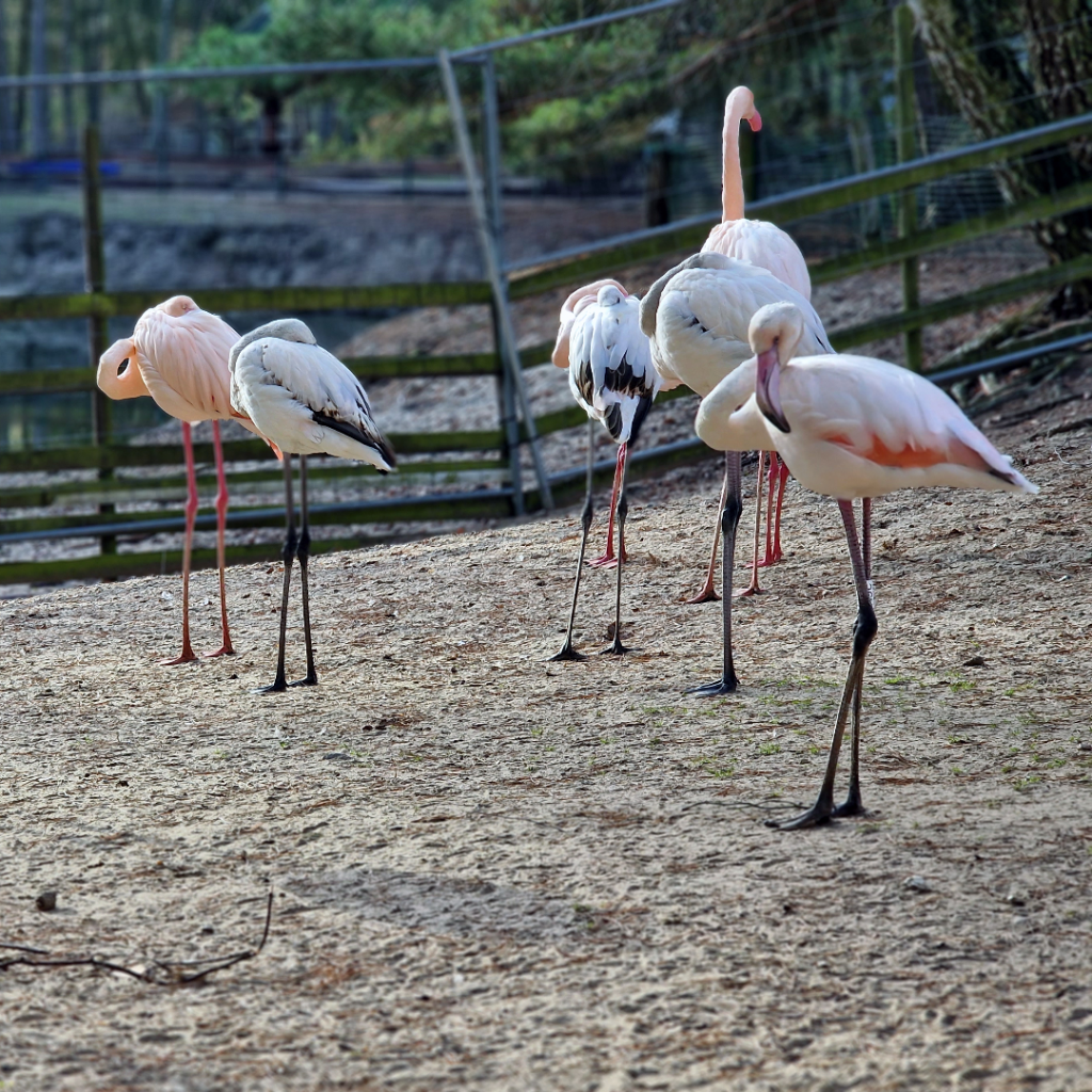 Flamingolar (Tierpark Germendorf Aralık 2022)