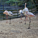 Фламинго (Tierpark Germendorf декември 2022 г.)