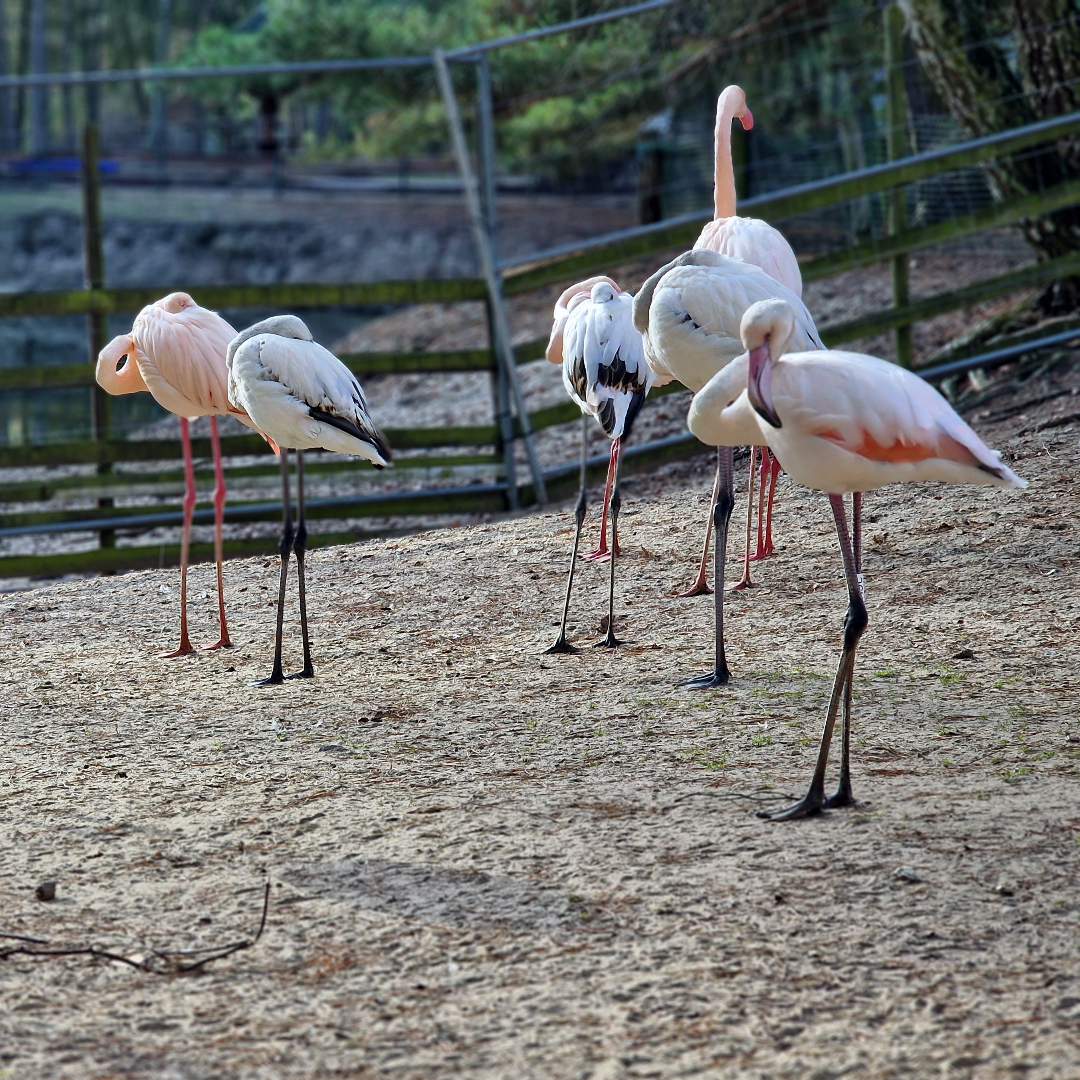 Flamingos (Tierpark Germendorf Dezember 2022)