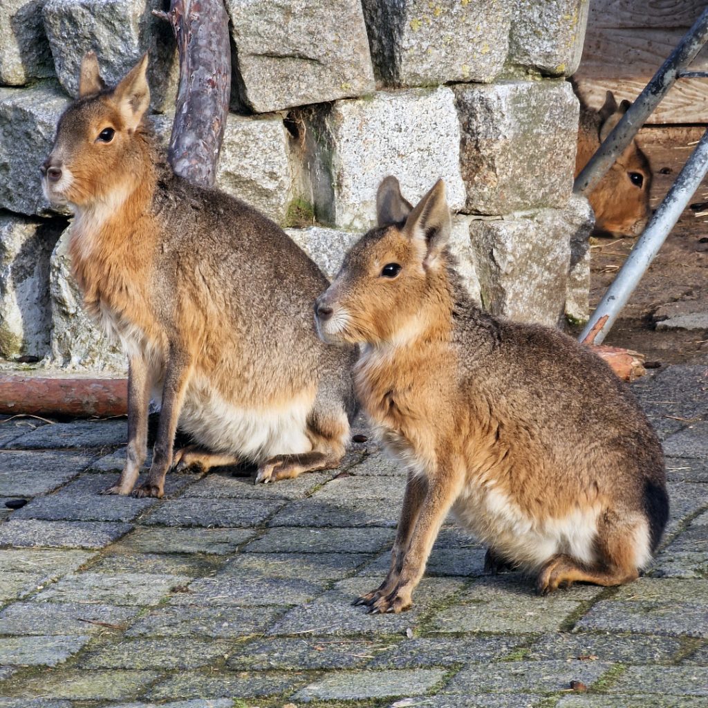 大潘帕斯野兔（Tierpark Germendorf 2022 年 XNUMX 月）