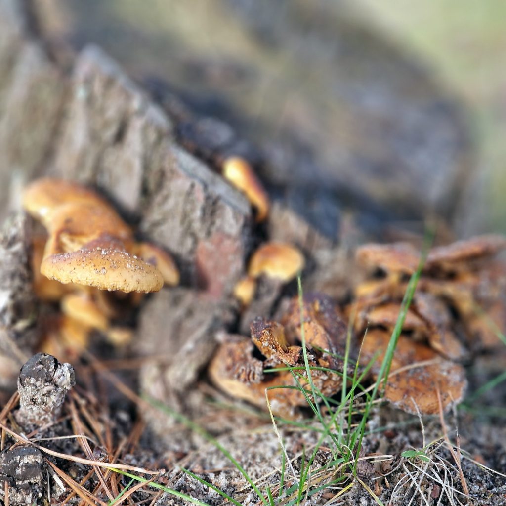 Mushrooms air an stump craoibhe (Tierpark Germendorf Dùbhlachd 2022)