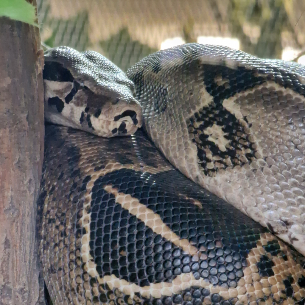 Snake (Tierpark Germendorf joulukuu 2022)