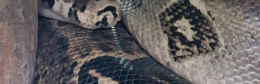Snake (Tierpark Germendorf prosinec 2022)
