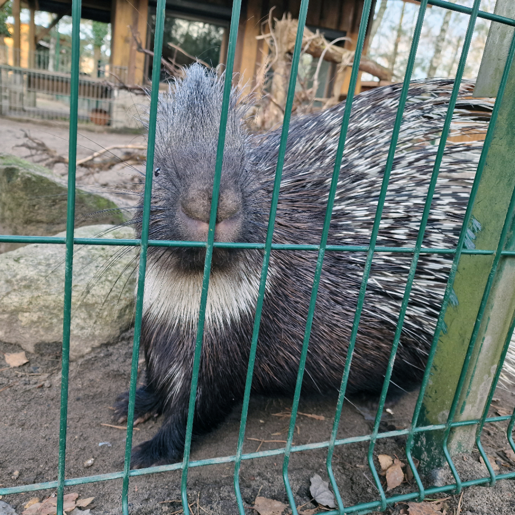 Porcupine II (Grădina Zoologică Germendorf decembrie 2022)