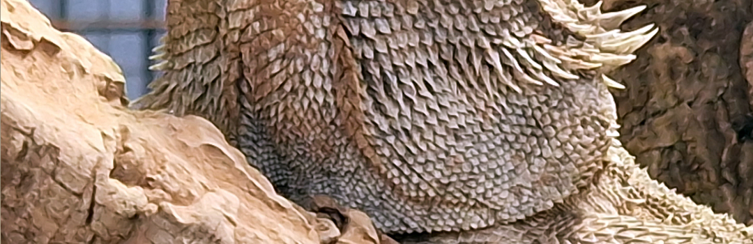 Vousatý drak s pruhovanou hlavou (Tierpark Germendorf prosinec 2022)