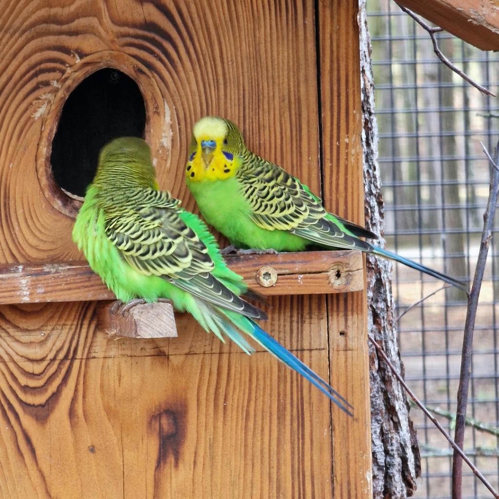 Papużki faliste (Tierpark Germendorf, grudzień 2022)