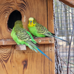 Вълнистите папагали (Tierpark Germendorf декември 2022 г.)