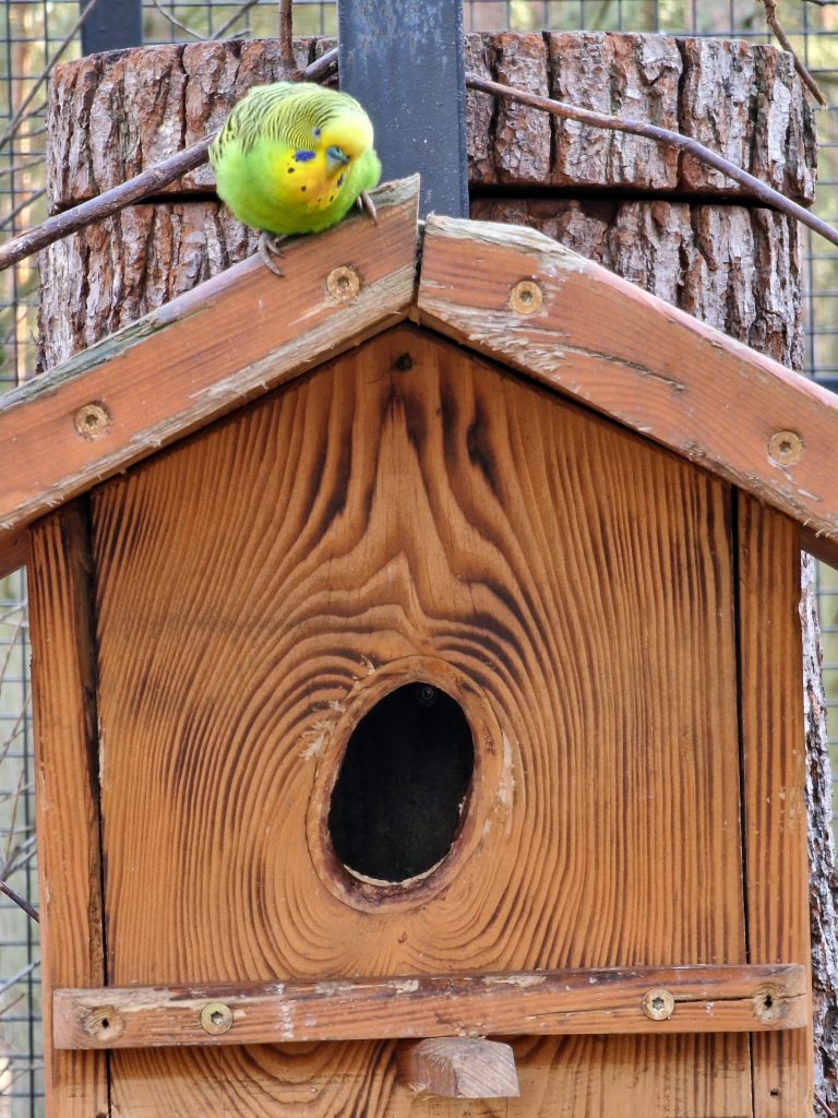 Tierpark Germendorf декември 2022 г. - вълнисти папагали