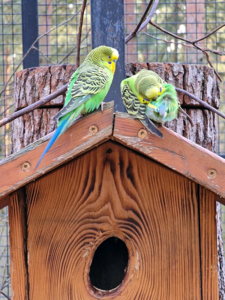 Tierpark Germendorf декември 2022 г. - вълнисти папагали