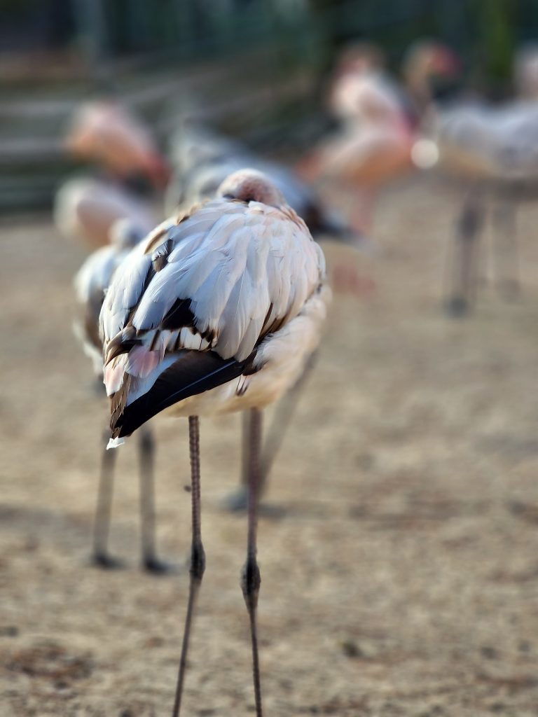Tierpark Germendorf prosinec 2022 - Flamingos