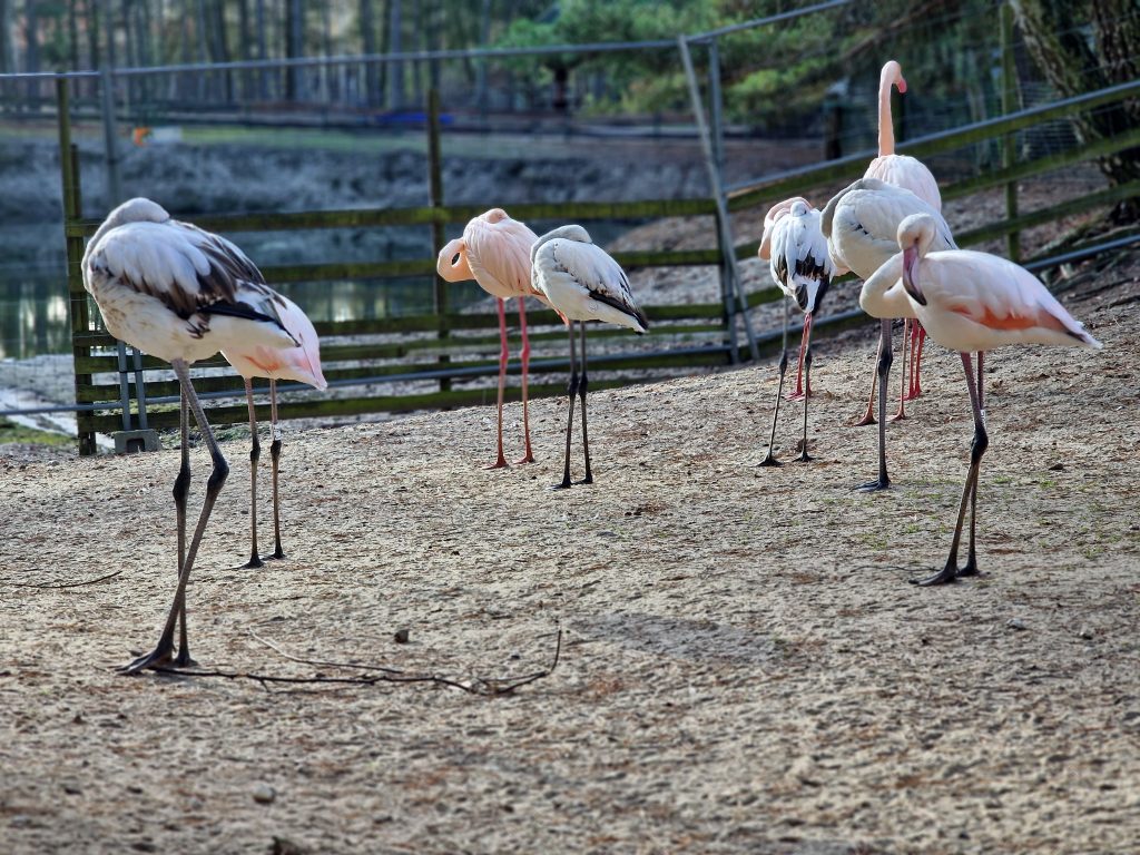 Tierpark Germendorf декември 2022 г. - фламинго