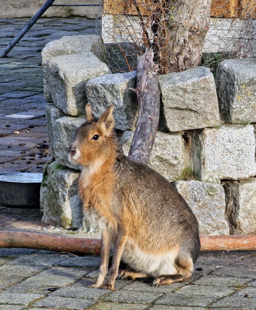 Tierpark Germendorf prosinec 2022 - Velký pampový králík