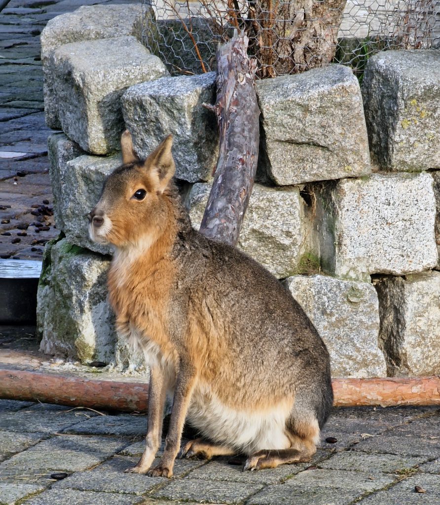 Tierpark Germendorf prosinec 2022 - Velký pampový králík