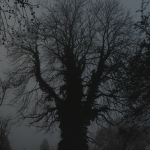 дърво в мъглата