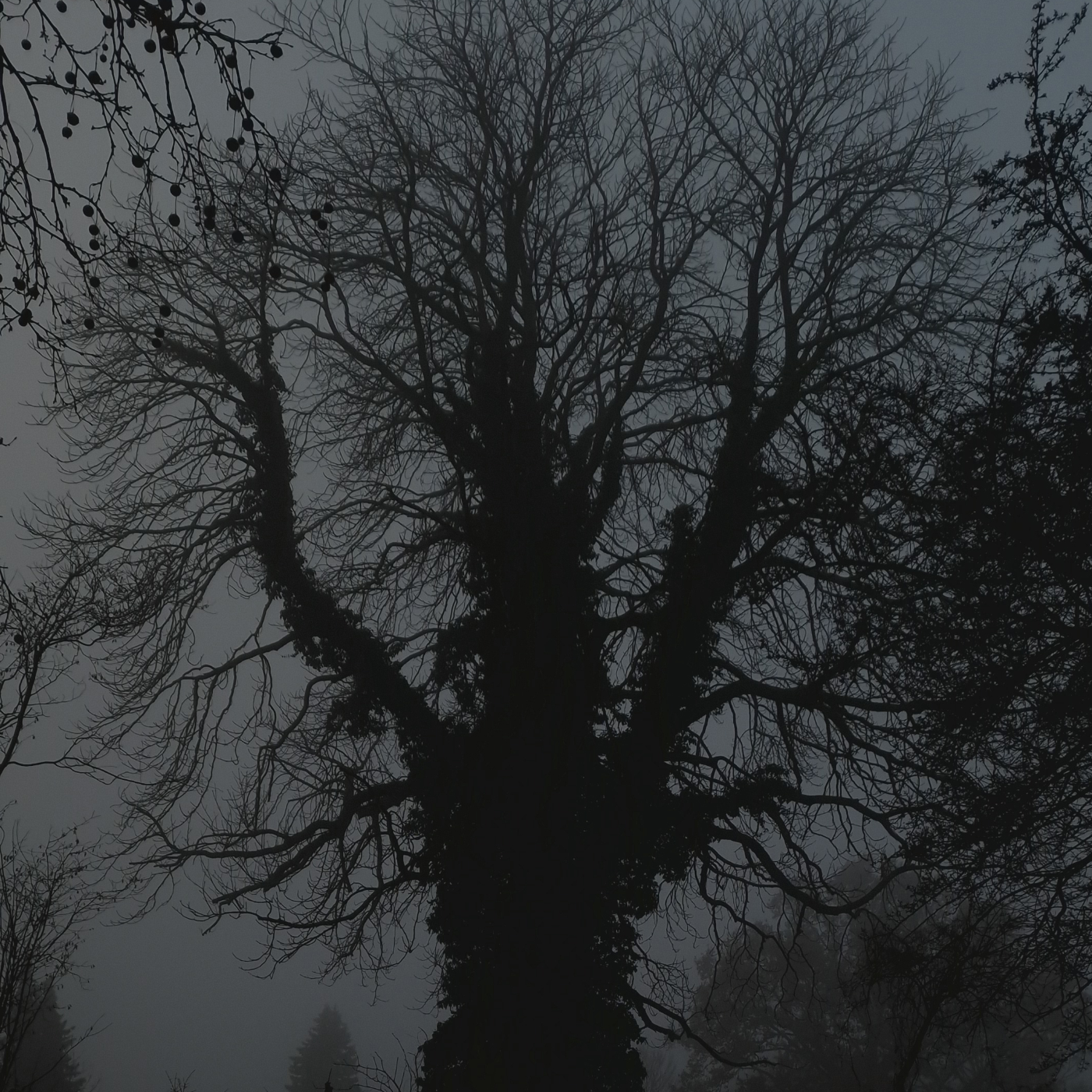 árvore na névoa