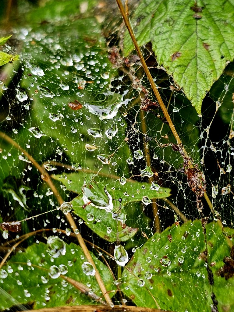 Regentropfen auf Spinnennetz