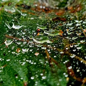 Regentropfen auf Spinnennetz