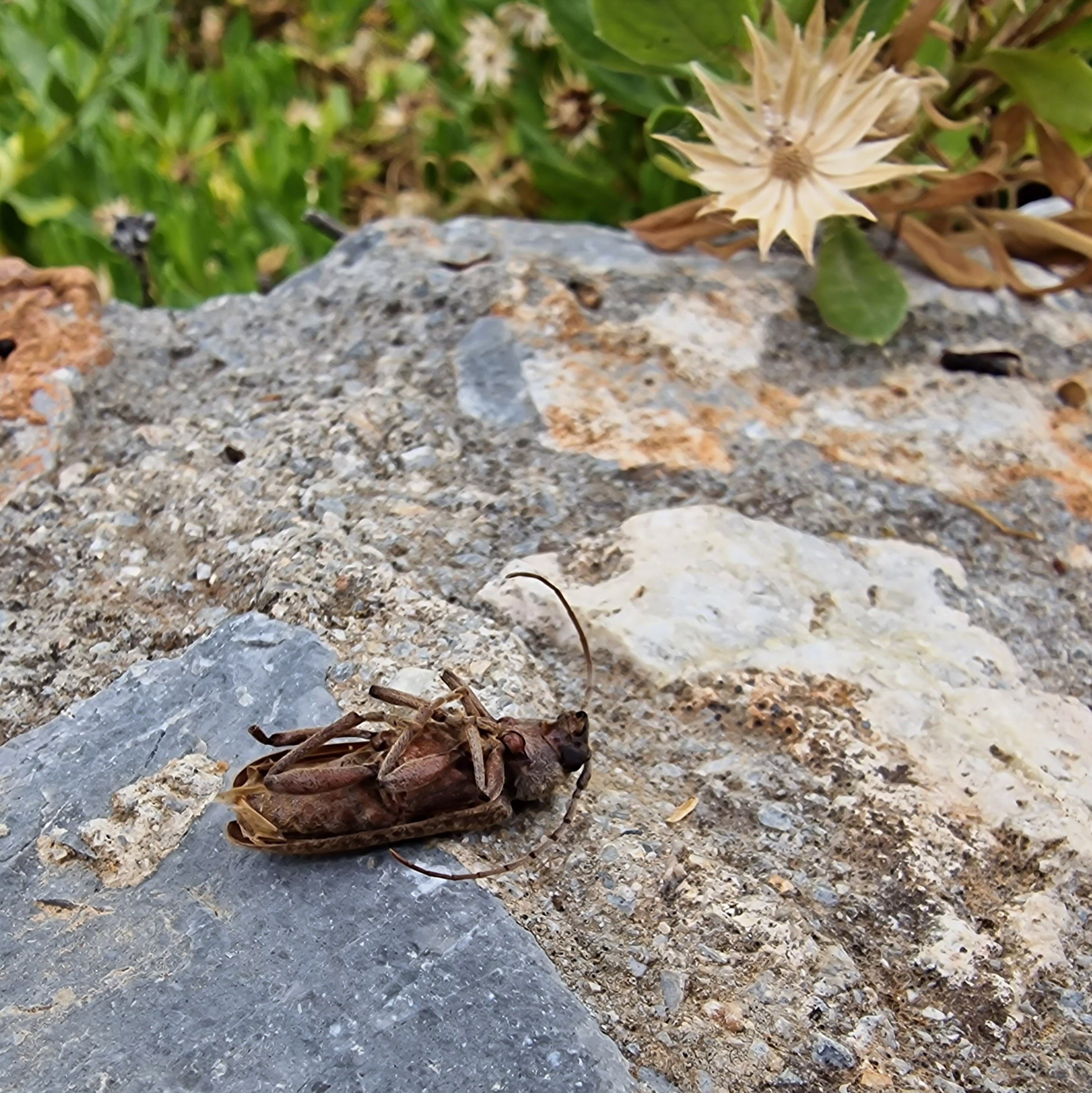 Een dode cicade