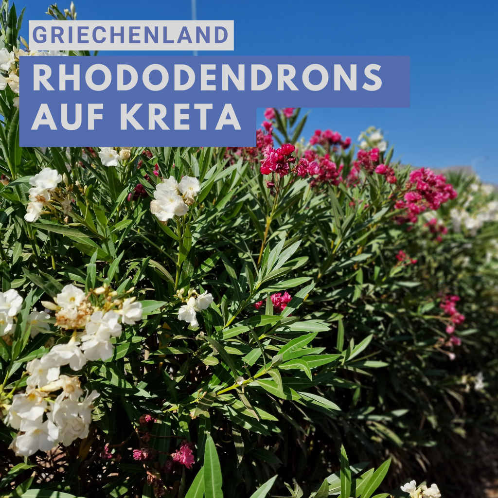 A rododendronok pompája Krétán: betekintés a sziget növényvilágába