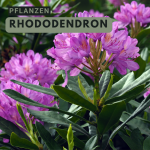 Die Pracht des Rhododendrons: Ein Leitfaden für Wachstum und Pflege