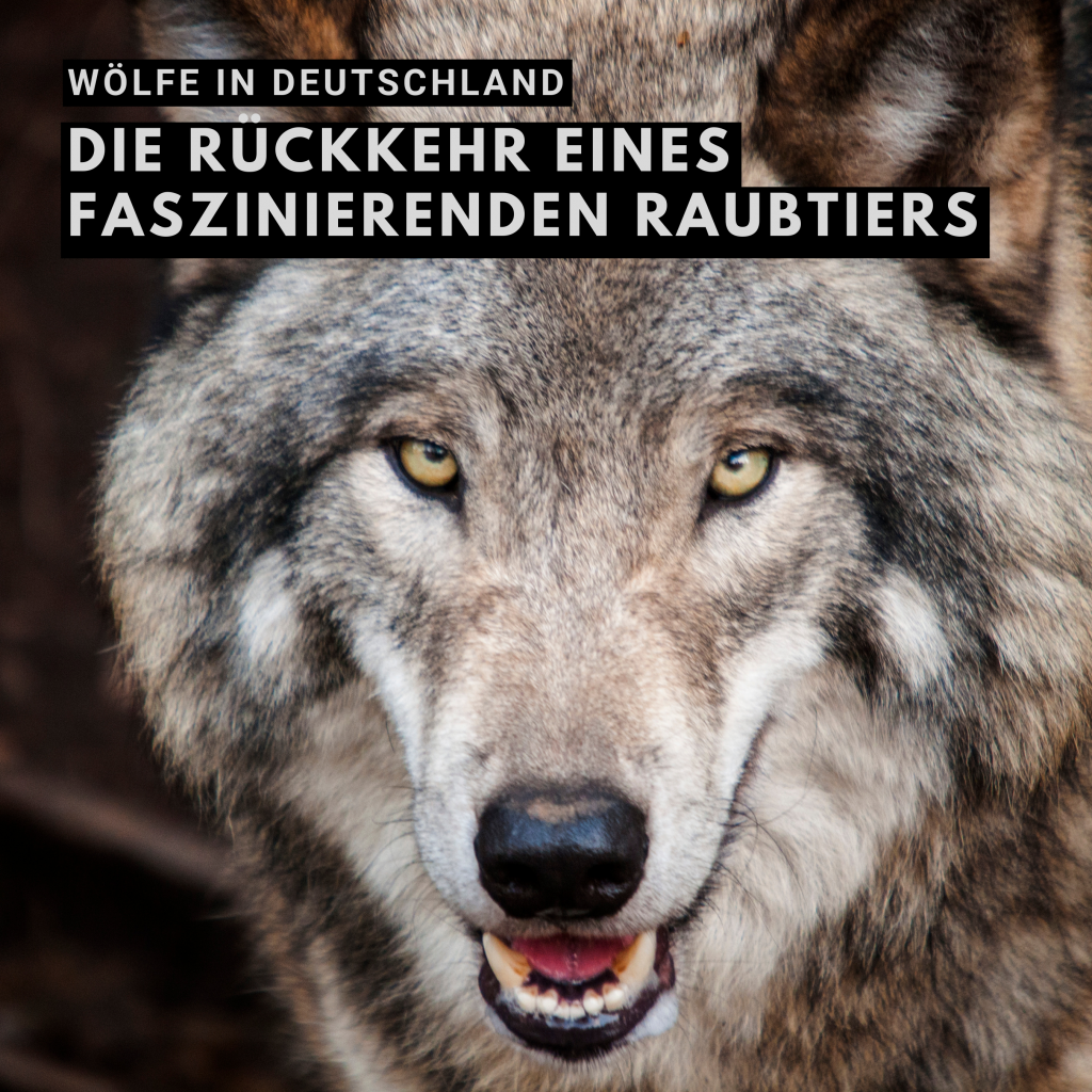 Volkovi v Nemčiji: Vrnitev fascinantnega plenilca in polemike, ki jo spremljajo