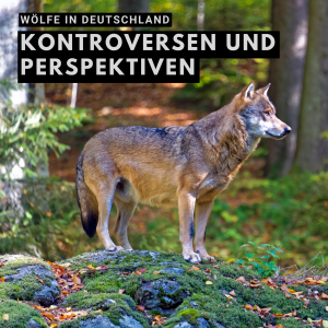 Wölfe in Deutschland: Kontroversen und Perspektiven
