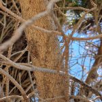 Zikade im Baum kaum zu erkennen