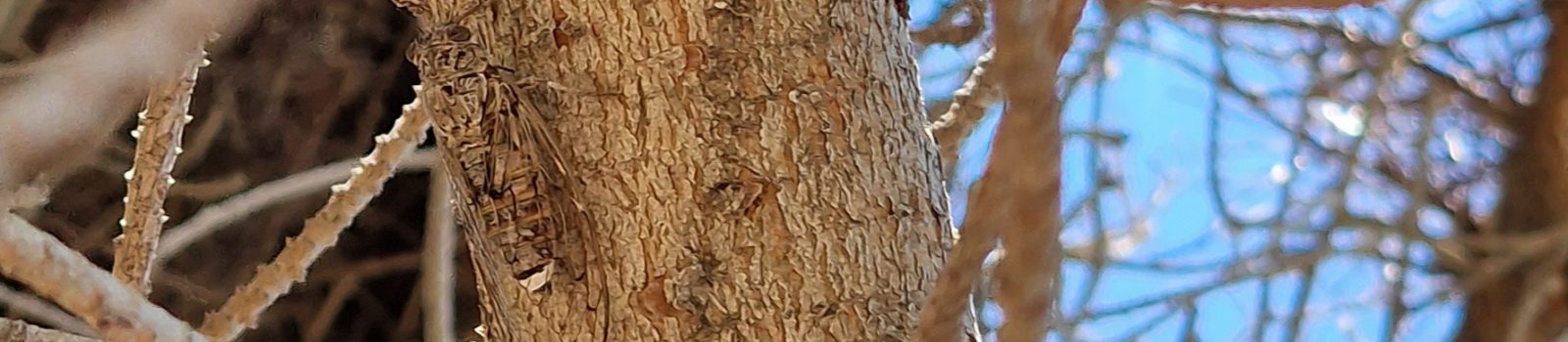 La cigale est à peine visible dans l'arbre