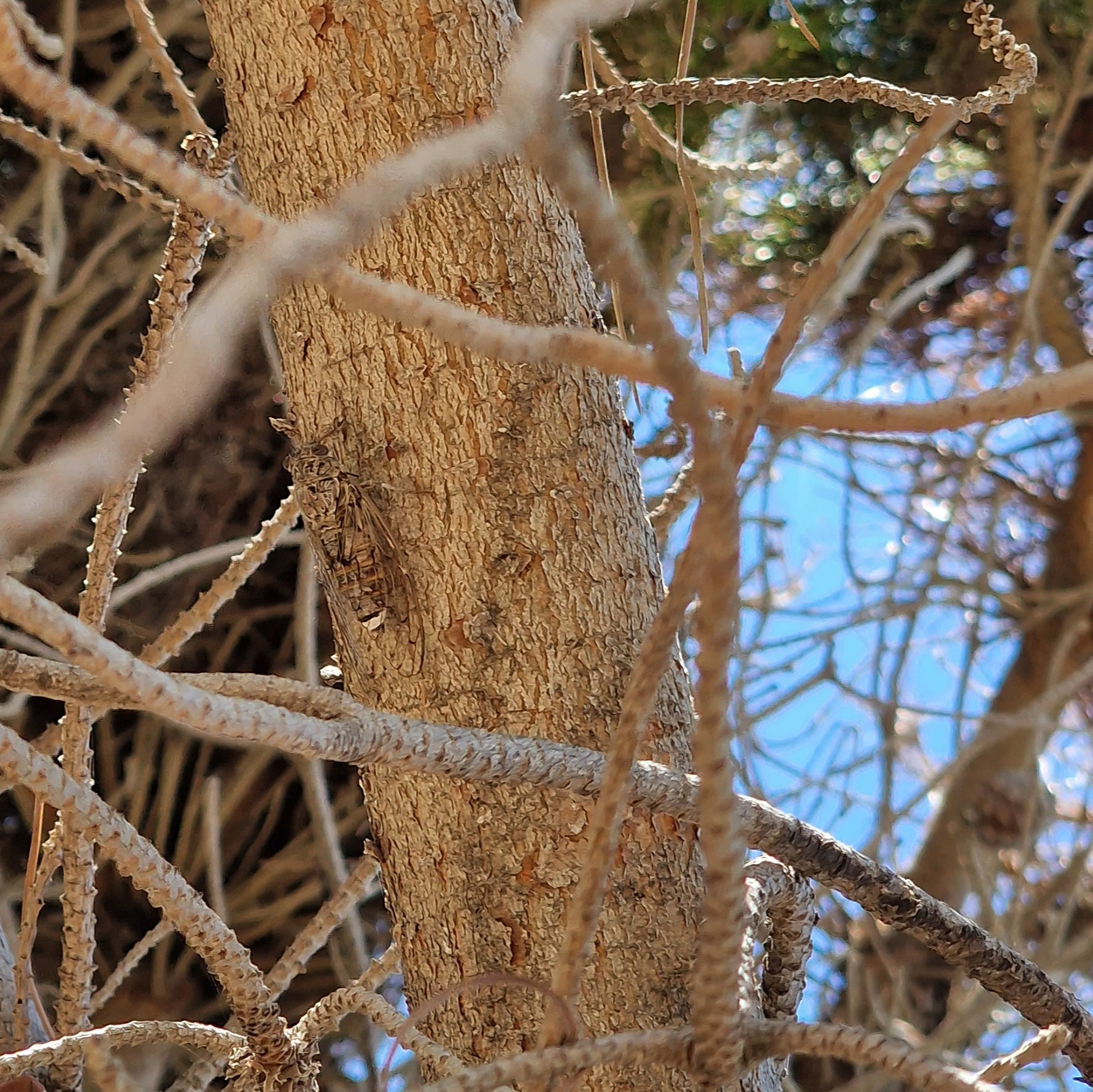 Cikáda není na stromě téměř vidět