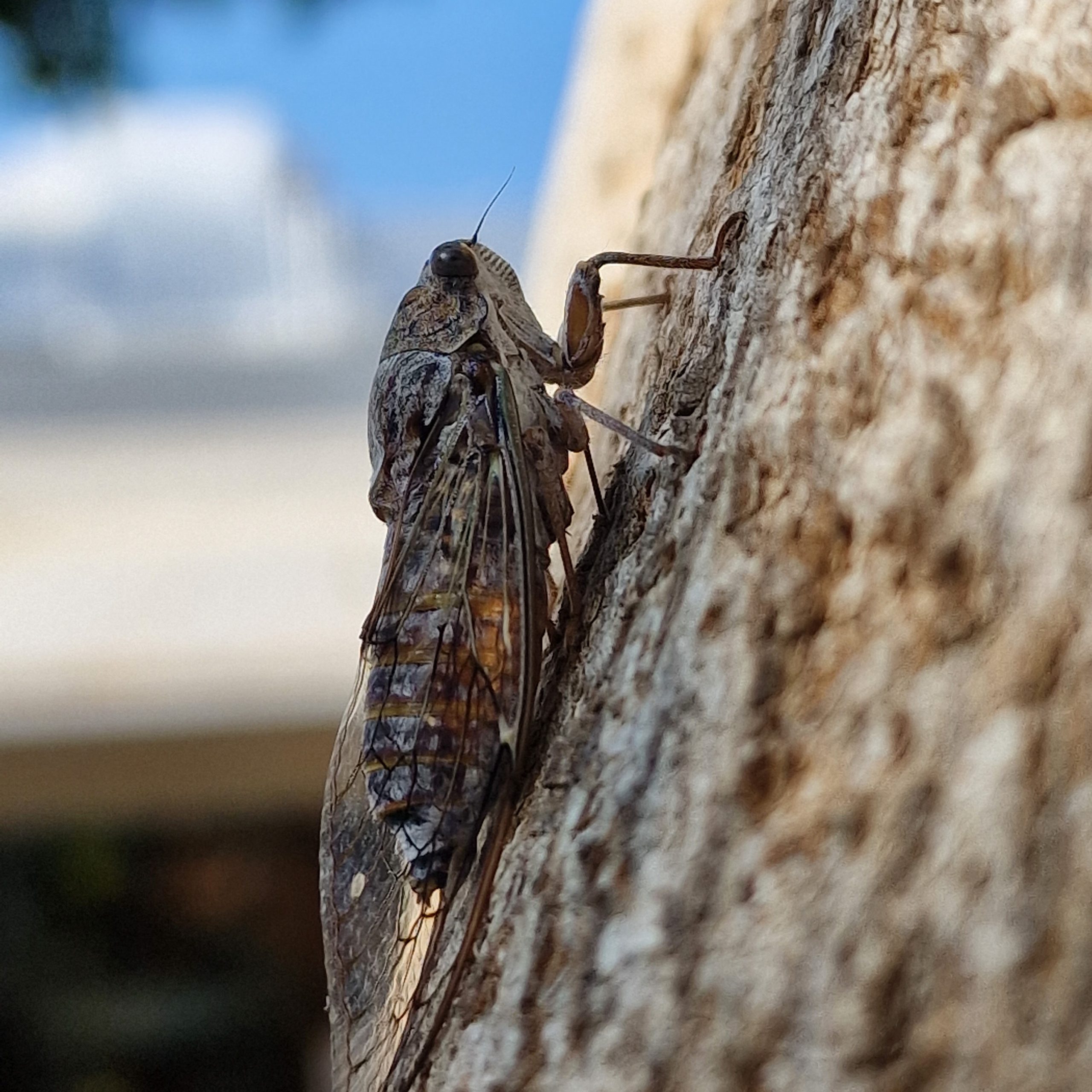 Cicade op de boom