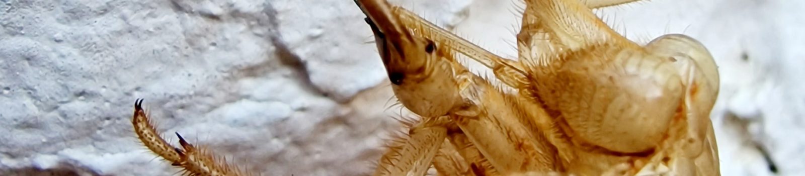 Bir ağustosböceği derisi